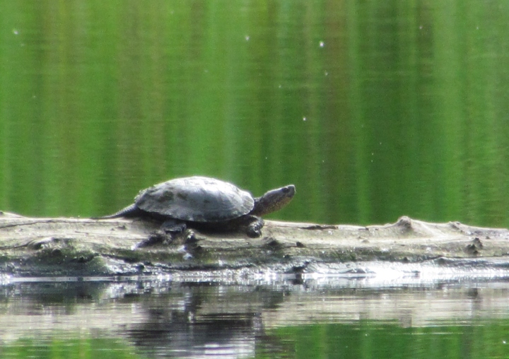 Western Pond Turtle